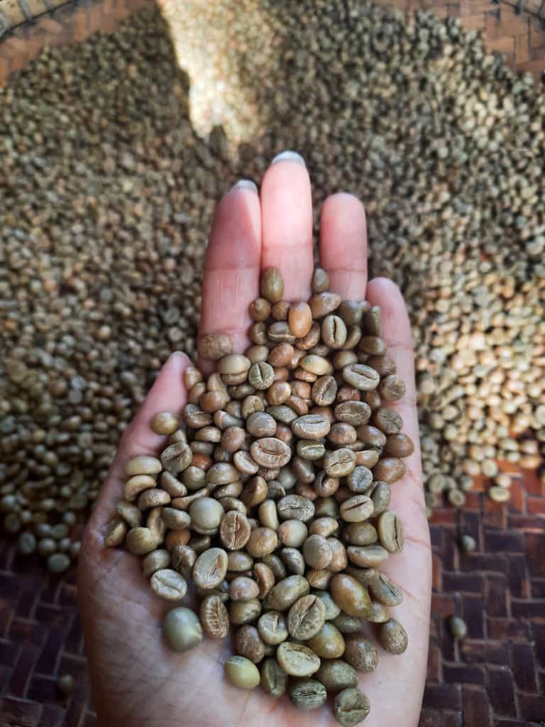 Coffee Green Beans Arabica Toraja