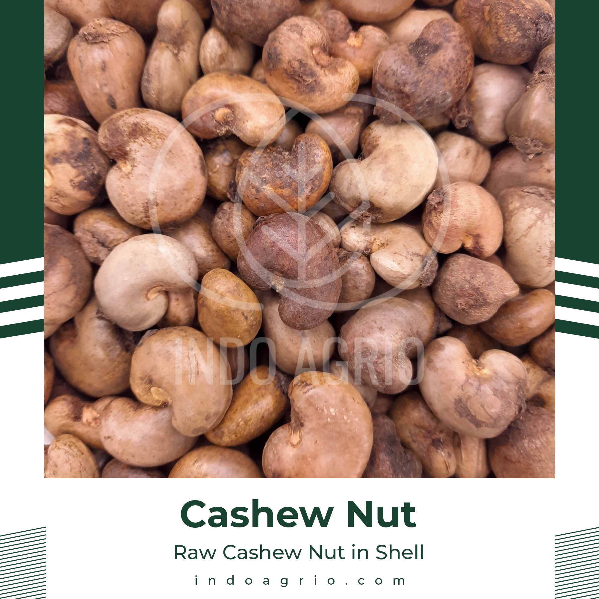 Raw Cashew Nut in Shell