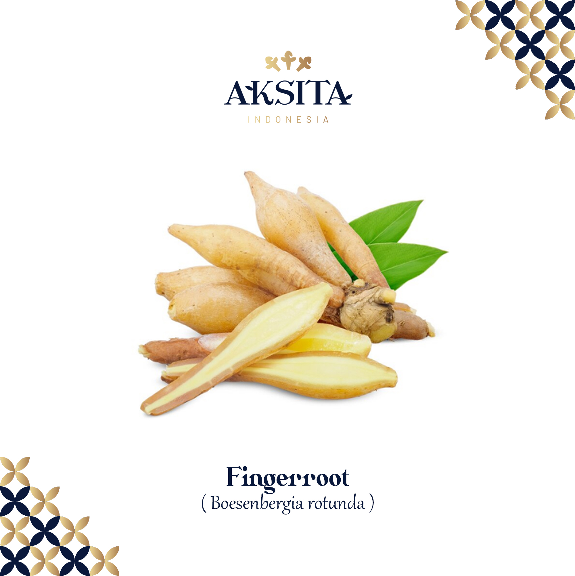 Fingerroot