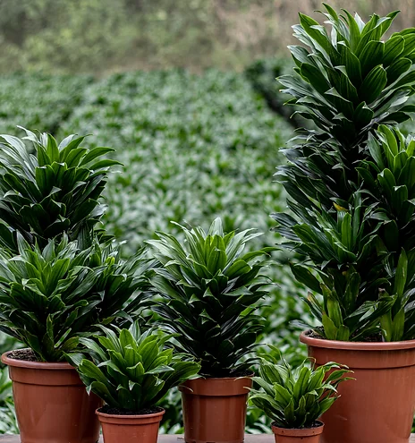 Dracaena Compacta