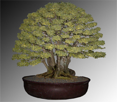 wholesale Ligustrum Bonsai