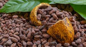 Cocoa  Beans