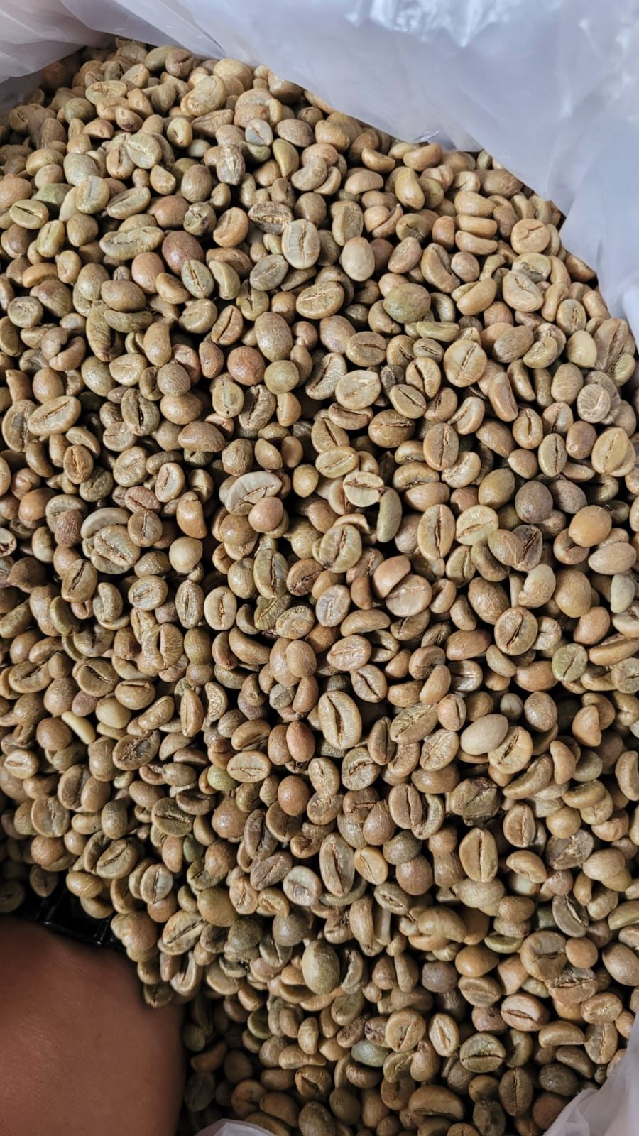 Green bean Coffee Arabica